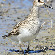 Pectoral Sandpiper